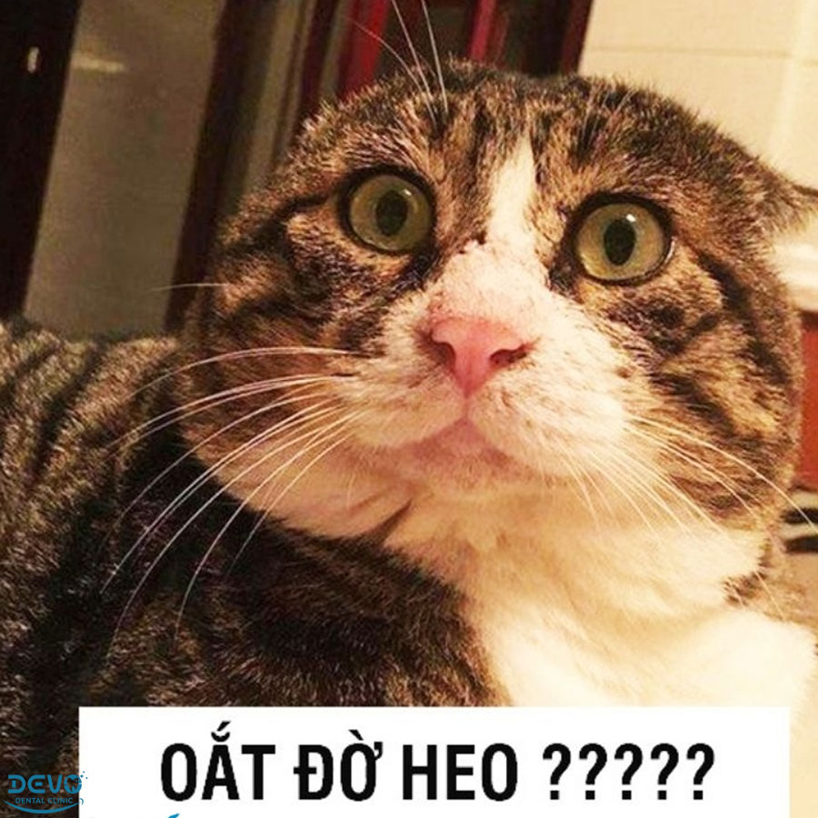 1001+ Meme hình ảnh mèo cười, khóc, sốc, cười hài hước, vui vẻ