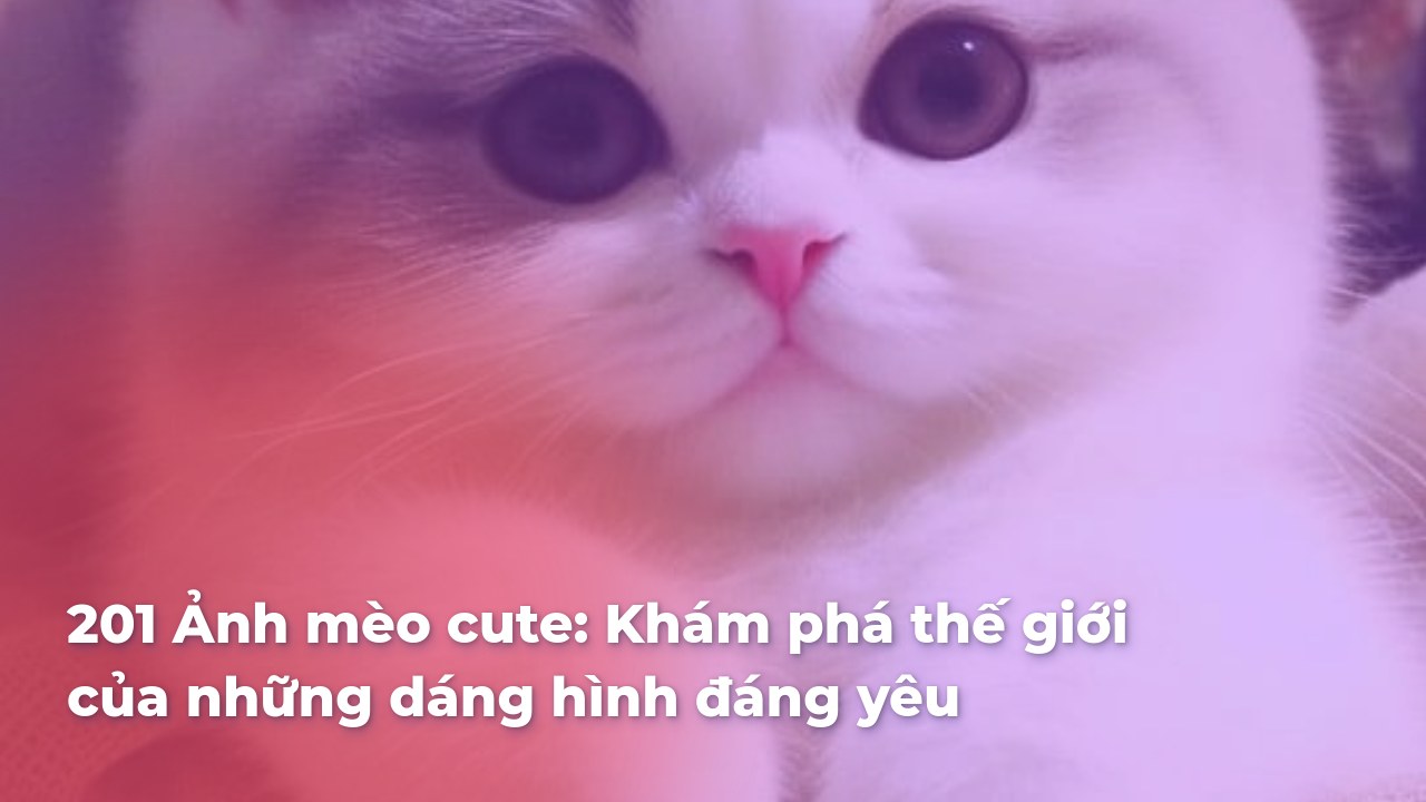 +201 Ảnh mèo cute: Khám phá thế giới của những dáng hình đáng yêu